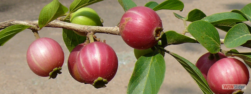 Alangium salvifolium ssp. salvifolium