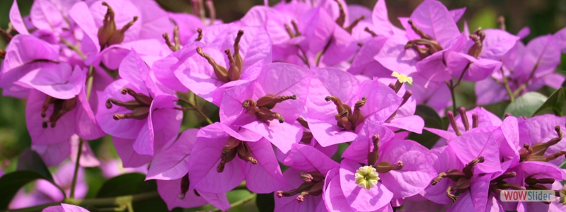 Bougainvillea spectablis