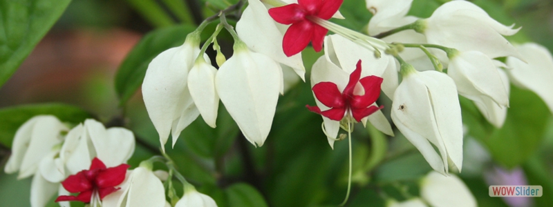 Clerodendron thomsonae