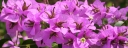 Bougainvillea spectablis